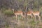 Wild herd of antelope in national Kruger Park in UAR