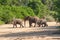 Wild herd of elephants come to drink in Africa in national Kruger Park in UAR