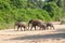 Wild herd of elephants come to drink in Africa in national Kruger Park in UAR