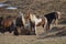 Wild Herd of Icelandic Ponies Grazing in Iceland