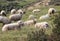 Wild herd of sheeps on the mountain