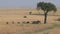 Wild Herds Of Zebras Grazing In African Savanna