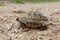 Wild Hermann`s tortoise on the island of Minorca.
