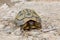 Wild Hermann`s tortoise on the island of Minorca.