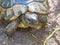 Wild Hermann`s tortoise is turtle species in Bulgaria.