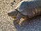 Wild Hermann`s tortoise is turtle species in Bulgaria.