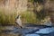 Wild Heron bird on lake shore, Fraser, Australia