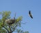 Wild heron flying out of his nest on the tree in the field