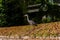 Wild Heron on a riverbank in the centre of Cambridge