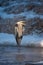 Wild heron standing on ice in winter early in the morning