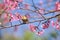 Wild Himalayan Cherry beautiful flowers with cute bird