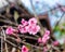 Wild himalayan cherry pink flower