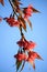 Wild Himalayan cherry (Prunus cerasoides)