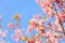 Wild Himalayan Cherry ( Prunus cerasoides ) ( Sakura in Thailand ) at Phu Lom Lo mountain , Loei , Thailand ( blank area at left