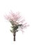 Wild himalayan cherry on tree isolated