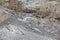 Wild Himalayan Ibex in Khunjerab National Park, Pakistan