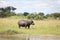 Wild Hippo in African river water hippopotamus Hippopotamus amphibius