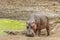 Wild hippo standing in the riverbank, in Kruger park