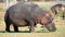 Wild hippopotamus is grazing in namibian savanna