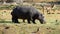 Wild hippopotamus is grazing in namibian savanna