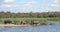 Wild hippos rest on the island and in the water of the Zambezi River