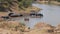 Wild Hippos On Shore Of River Reservoir In African Nature Reserve