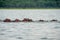 Wild hippos swimming in the lake