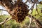 wild hive hanging from tree branch with bees