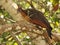 Wild Hoatzin in Venezuela