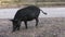 Wild hog female feeds in Florida park