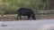 Wild hog female feeds in Florida park