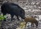 Wild hog female and piglets in the mud