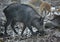 Wild hog female and piglets in the mud