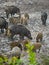 Wild hog female and piglets in the mud