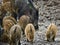 Wild hog female and piglets in the mud