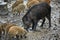 Wild hog female and piglets in the mud