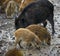 Wild hog female and piglets in the mud