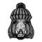 Wild hog, pig, boar, aper Cool animal wearing knitted winter hat. Warm headdress beanie Christmas cap for tattoo, t