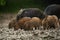 Wild hogs (feral pigs) in rain