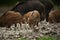 Wild hogs (feral pigs) in rain