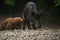 Wild hogs (feral pigs) in rain