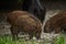 Wild hogs (feral pigs) in rain