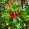 Wild Holly Bush Northumberland Berries