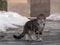 Wild and homeless cat on asphalt floor. Abandoned cat looking in