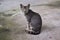 Wild and homeless cat on asphalt floor. Abandoned cat looking in camera