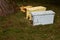 Wild honey bees moving into a beekeeper`s bait box from the scent of pheromones