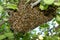 Wild honey bees swarm on the tree