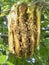 Wild Honeybee Hive in an Apple Tree