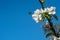 Wild honeybee hovering next to apple blossom flowers against blue sky.