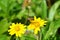 Wild honeybee preparing to land on a yellow wildflower in Thailand